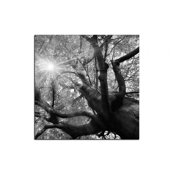 Obraz na plátně - Slunce přes větve stromu - čtverec